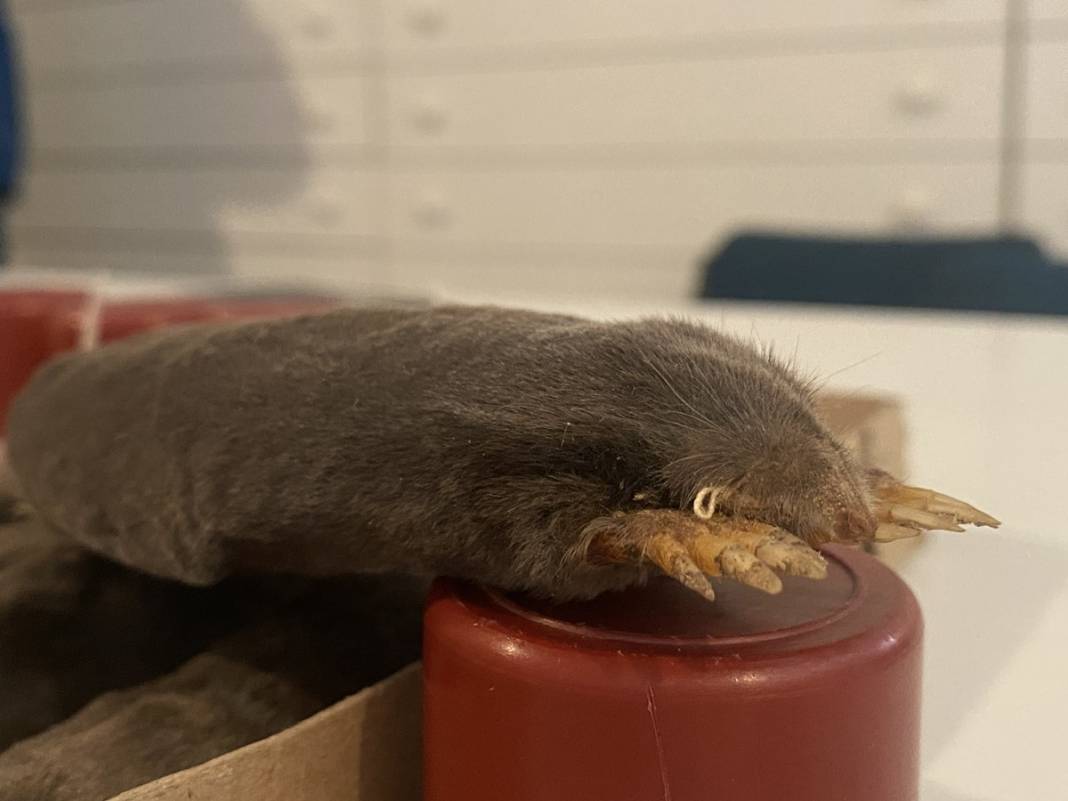 Karadeniz'de yayılmaya başladı! İlk kez yaşanıyor, yurt dışından özel ekip geldi 5